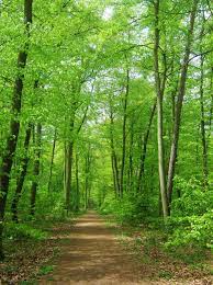 photo of forest nature trees background