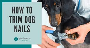 how to trim dog nails pet hemp company