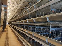 For quality layer house material with modern designs at unparalleled prices, look no further than alibaba.com. Livi Poultry Farming Equipment Home Facebook