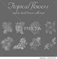 tropical flowers outline hand drawn