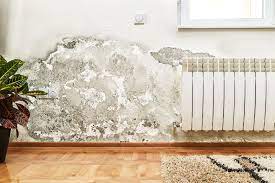 How To Treat Mould On Walls Before Painting