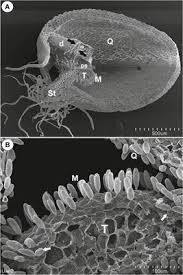 The Trap Architecture of Utricularia multifida and ... - Frontiers
