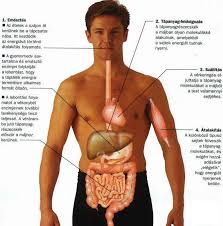 az emberi test anatómiája