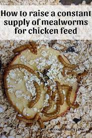 raising mealworms for free en feed