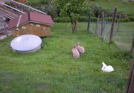 Die tiere zu töten bzw. Was Ist Im Winter Bei Aussenhaltung Von Kaninchen Zu Beachten