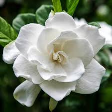 Frost Proof Gardenia For