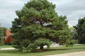Gardens Pine Trees Benefits Where You