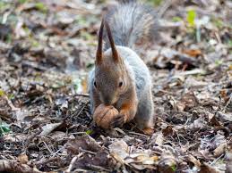 why are squirrels digging in my yard