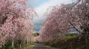 たけ べ の 森 公園 桜