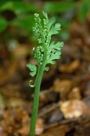 Matricary Grapefern (Botrychium matricariifolium) · iNaturalist United ...