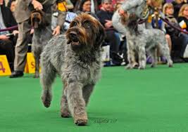 wirehaired pointing griffon awpga