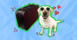 dog friendly hotels 10 chains to