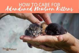 how to care for abandoned kittens
