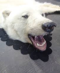 excellent polar bear fur skin carpet