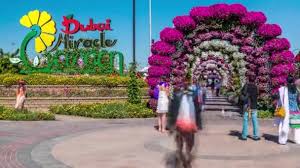 64 miracle garden dubai videos royalty