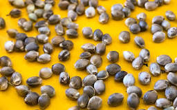 Image result for Kush Mints Seeds