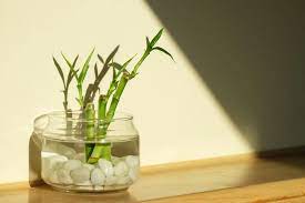 ultimate guide to lucky bamboo plant