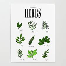 Kitchen Herbs Wall Art Poster By