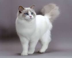 El gato siamés es sinónimo de elegancia, estilo y astucia. Ragdoll Razas De Gatos Gatos De Trapo Gatos