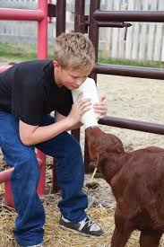 Bottle Feeding Calves Sheep Goats And More Animals
