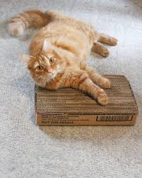 corrugated cardboard cat scratcher