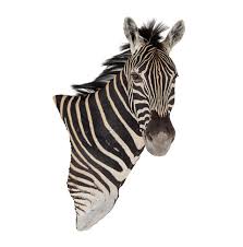 Splitting Image Taxidermy Zebra Mount