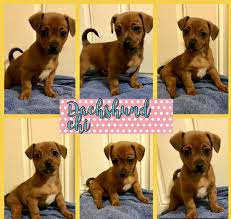 Dachshunds will have different prices based on several different factors. Dachshund Puppies For Sale Seattle Wa 262782 Petzlover