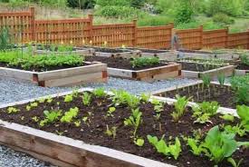 Best Raised Bed Vegetable Garden Soil