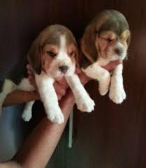 Pictures of buddy a beagle for adoption in salem, oh who needs a loving home. Import Lineage Beagle Puppies Bangalore Zamroo