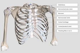 These videos are for educational purpose only for the medical students like mbb. Introduction Anatomy Thoracic The Gap Physio