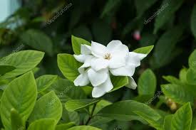 White Gardenia Flower Or Cape Jasmine