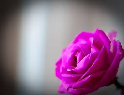 hd wallpaper pink rose flower macro