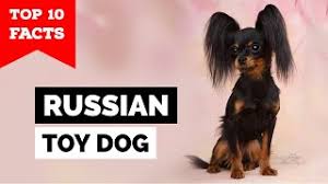 russian toy dog top 10 facts you