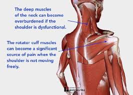 understanding shoulder pain
