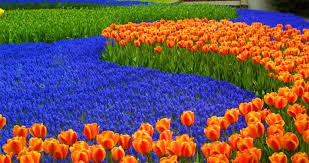 keukenhof is the largest flower garden