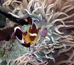 Time To Quit Clownin Around The Subfamily Amphiprioninae