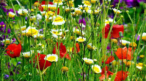 How To Create A Wildflower Meadow The
