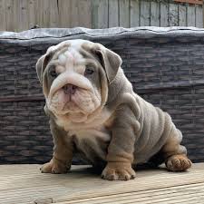 Get a boxer, husky, german shepherd meet bruno!!! Available English Bulldog Puppies For Sale Near Me Train English Bulldog Puppies For Sale