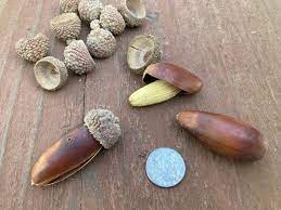 acorns can pose a danger to dogs