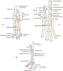 The foot bones shown in this diagram are the talus, navicular, cuneiform, cuboid, metatarsals and calcaneus. Canine Anatomy Veterian Key