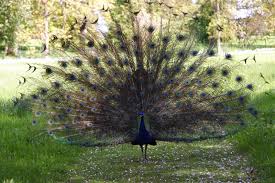 Image result for Uk as peacock