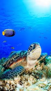 sea turtle hd phone wallpaper peakpx