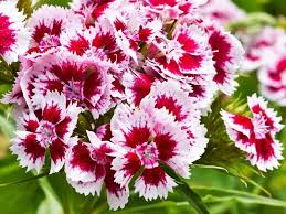 It is red with red leaves….looks like a small chrysanthemum but has red. 55 Best Pink Flowers With Names And Pictures Florgeous