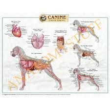 Canine Internal Organs Laminated Chart Poster Dog