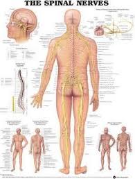The Spinal Nerves Anatomical Chart Anatomical Chart
