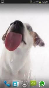 dog licks screen live wallpaper for