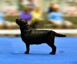 Country labs offers responsibly bred labrador retriever puppies throughout southern and central california. Paloma Labrador Retrievers Breeders Of Akc Yellow Black Chocolate English Labrador Retrievers Lab Puppies For Sale