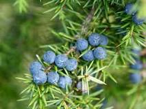 Can humans eat juniper berries?