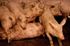 Naleving dierenwelzijnswetgeving in de vee-industrie 2014