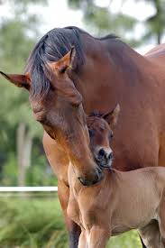 feeding and management of the broodmare